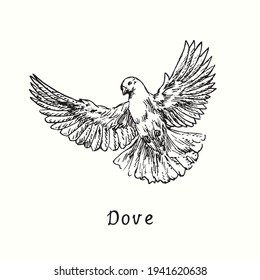 Dove flying. Ink black and white doodle drawing in woodcut outline style. Vector illustration