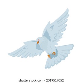 dove flying on white background