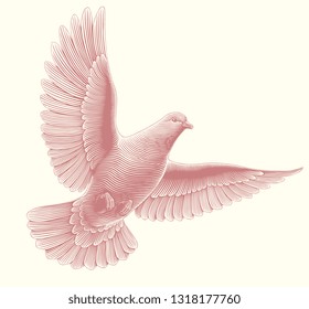 Dove flying in the sky. Hand drawn engraving. Editable vector vintage illustration. Isolated on light background. 8 EPS