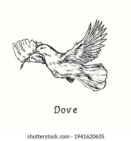 Dove flying with twig. Ink black and white doodle drawing in woodcut outline style. Vector illustration
