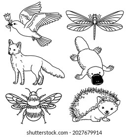 Dove, fox, hedgehog, bumble bee, platypus, dragonfly. A set of hand drawn outline illustrations of animals