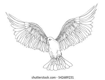 Dove in free flight. Isolated vector on white background. Drawn by hand in black ink
