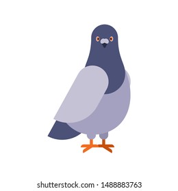 Dove grey Front view isolated. pigeon City bird vector illustration