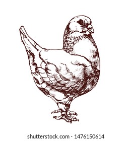 dove, hand drawing , isolated on white background vector