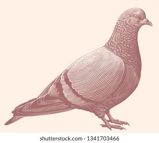 Dove. Hand drawn engraving. Editable vector vintage illustration. Isolated on light background. 8 EPS 