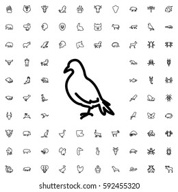 dove icon illustration isolated vector sign symbol. Animals icons vector set.