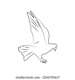 Dove illustration in line style. Pigeon line drawing isolated on white background, symbol of peace. vector illustration