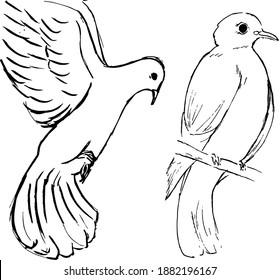 Dove ink illustration. Sketchy detailed drawing of dove birds. Animals nature theme. Vector black ans white illustration set. 