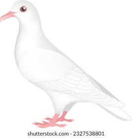 A dove isolated on white background