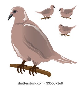Dove isolated on white background. Vector, illustration. 