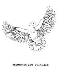 Dove isolated on white. Vector illustration