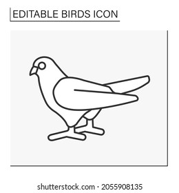  Dove line icon.Stocky bird with small head, short legs, and cooing voice. Symbol of peace.Birds concept. Isolated vector illustration. Editable stroke