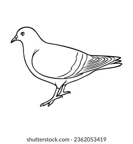 dove line vector illustration,isolated on white background,top view