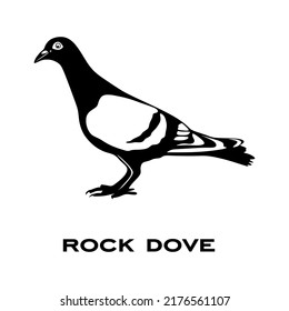 Dove logo isolated on white background. Bird sign. Rock dove silhouette. Minimalist bird icons vector illustration