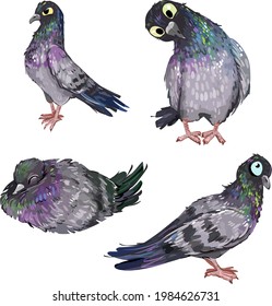 Taube. viele Tauben. ein Vogel. Vögel. Gefühle von Vögeln. süße Vögel. Vögel in der Stadt