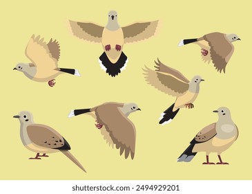 Dove Mourning Bird Various Poses Cartoon Vector Illustration Isolated Character