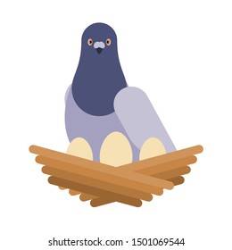 Dove and nest with eggs. pigeon vector illustration