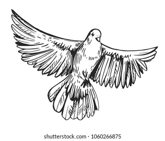 112 Peace Dove Brunch Images, Stock Photos & Vectors | Shutterstock