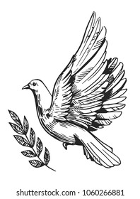 Dove with olive brunches. Sketch vector illustration