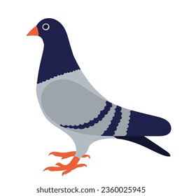 dove on white background vector