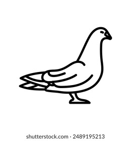 Dove Outline Icon, Vector illustration