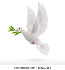 Dove of peace flying with a green twig in  beak on white background