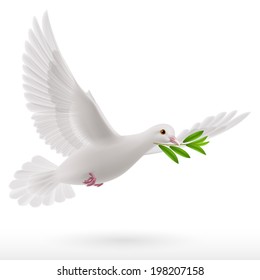 Dove of peace flying with a green twig after flood on a white background