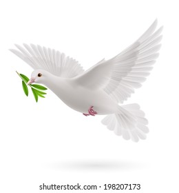 Dove of peace flying with a green twig olive after flood on white background