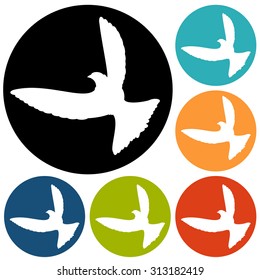 Dove of Peace illustration