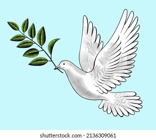 The dove of peace. A symbol of peace. A beautiful white pigeon. Antique engraving, stylized drawing. Vector illustration.