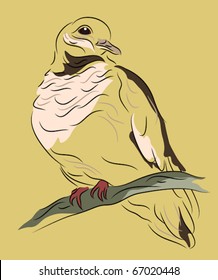 Dove perched on a branch