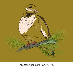 Dove perched on a pine bough