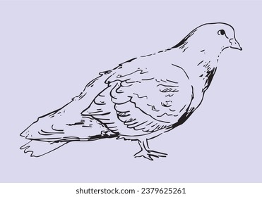 Dove. Picture. Vector graphics, eps