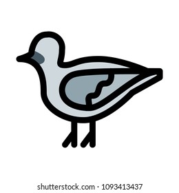 Dove or Pigeon