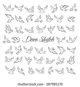 Dove and Pigeon Birds Sketch Illustration Eps.10