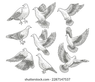  Dove and pigeon flying. White vector sketch bird with broad wings, as symbol of loyalty, peace and freedom, religious or wedding 