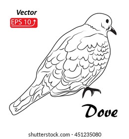 Dove, pigeon Hand drawn sketch tattoo black and white bird isolated on white background. contour vector illustration 