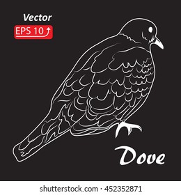 Dove, pigeon Hand drawn sketch tattoo black and white bird isolated on black background. contour  vector illustration 