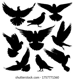 Dove / pigeon silhouettes set. Vector illustration