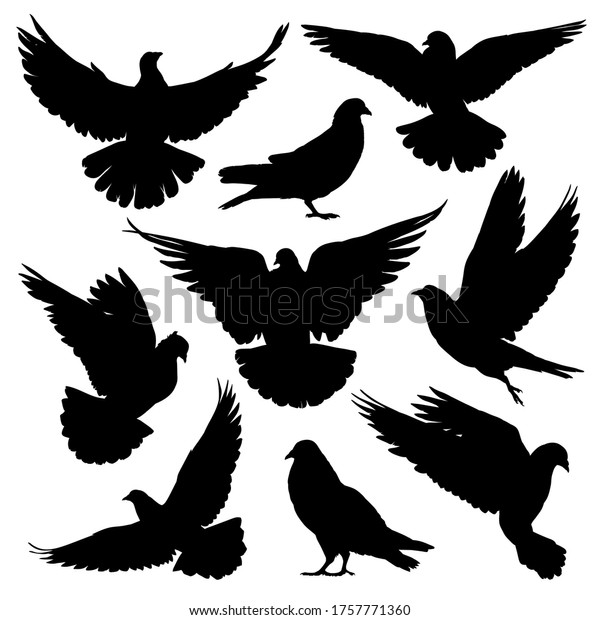 Vector De Stock Libre De Regalias Sobre Juego De Siluetas De Paloma Paloma Ilustracion1757771360