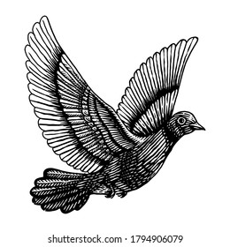Dove pigeon vector engraving illustration