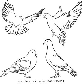 Dove set, vector sketch illustration 