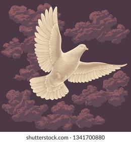 Dove in the sky. Hand drawn engraving. Editable vector vintage illustration. Isolated on dark background. 8 EPS 