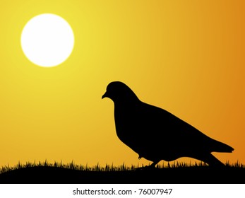 dove in the sunshine view