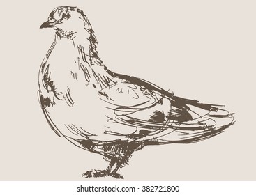 dove vector, hand draw sketch 