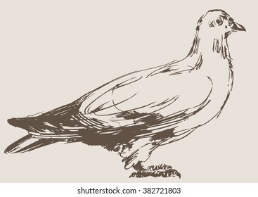 dove vector, hand draw sketch 
