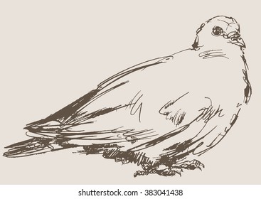 dove vector, hand draw sketch 