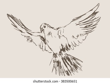 dove vector, hand draw sketch 