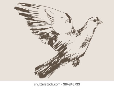 dove vector, hand draw sketch 