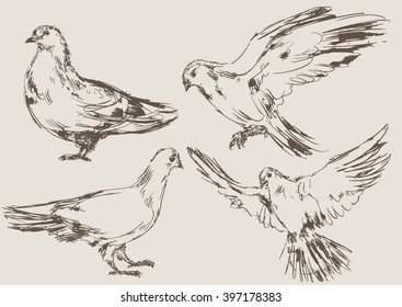 dove vector, hand draw sketch 